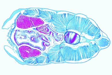 Mikropräparat - Branchiostoma, männliches Tier mit Hoden, quer