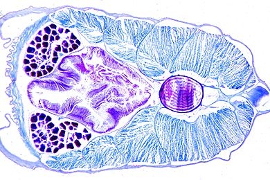 Mikropräparat - Branchiostoma, weibliches Tier mit Ovarien, quer