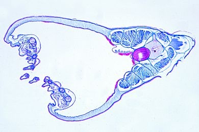 Mikropräparat - Branchiostoma, Mundregion quer