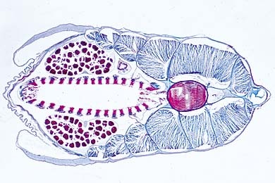 Mikropräparat-Branchiostoma, vorderer Schlund mit Chorda und Kiemendarm, quer