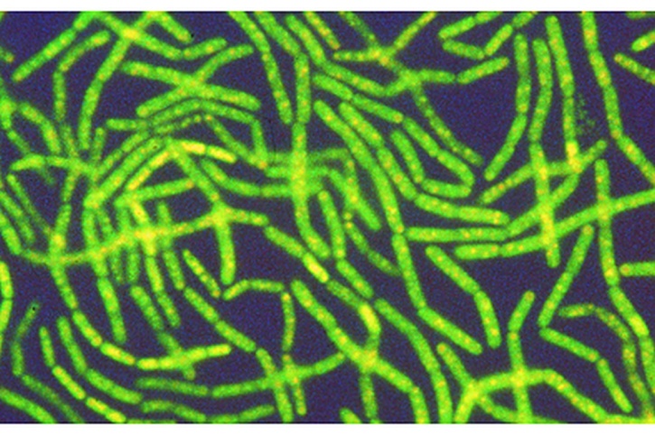 Mikropräparat - Anabaena oder Oscillatoria, Färbung des Kernaequivalents