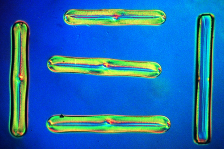 Mikropräparat - Diatomeen, Süßwasser fossil. Streupräparat
