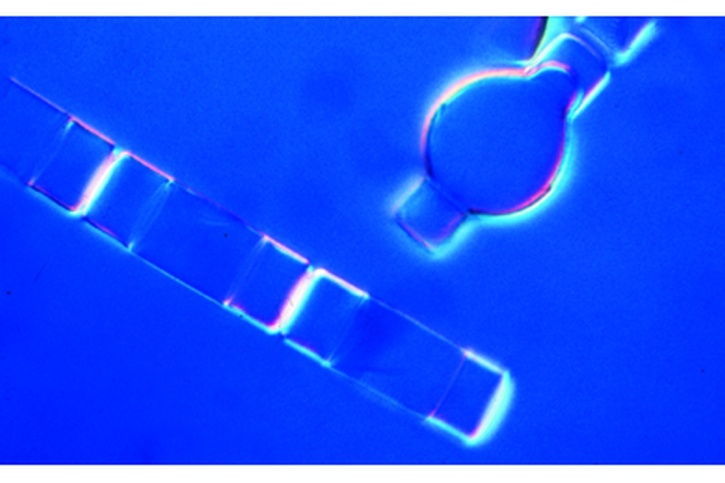 Mikropräparat - Diatomeen, marin fossil. Streupräparat