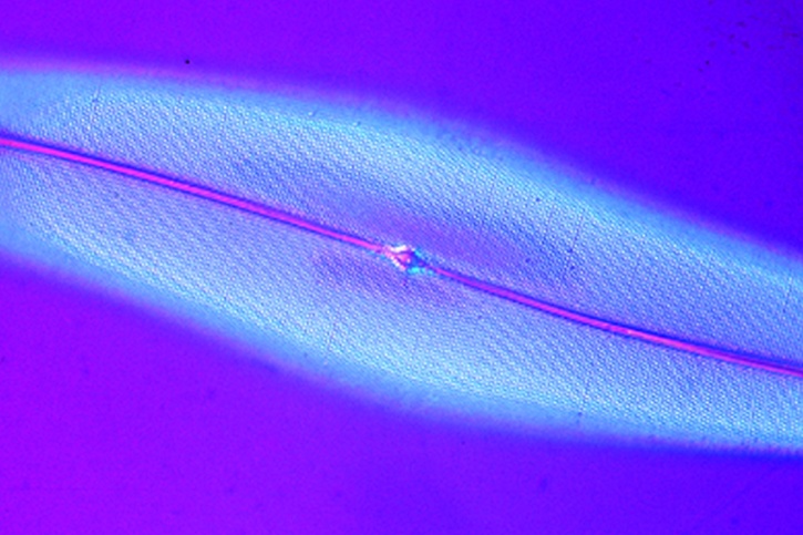 Mikropräparat - Pleurosigma angulatum, Testdiatomeen. Einschluß in Luft nD 1,0