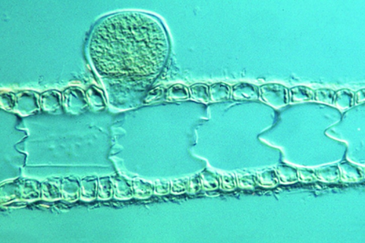 Mikropräparat - Dictyota dichotoma, Thallus mit Antheridienstand, Schnitt