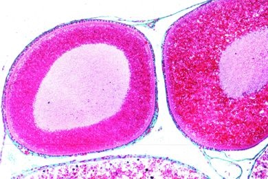 Mikropräparat - Salamandra, Ovarium quer