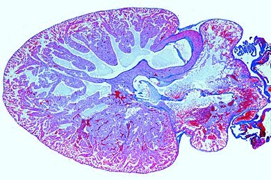 Mikropräparat - Rana, Herz längs. Herzmuskulatur quer und längs Mikropräparat - Rana, Herz längs. Herzmuskulatur quer und längs