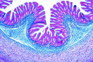Mikropräparat - Rana, Magen quer. Magenschleimhaut mit Drüsen Mikropräparat - Rana, Magen quer. Magenschleimhaut mit Drüsen