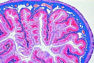 Mikropräparat - Rana, Dünndarm quer. Darmfalten Mikropräparat - Rana, Dünndarm quer. Darmfalten
