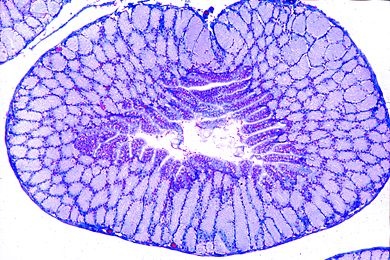 Mikropräparat - Rana, Eileiter quer, (Müllerscher Gang)