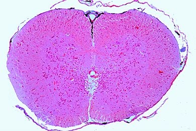 Mikropräparat - Rana, Rückenmark quer, Graue und weiße Substanz