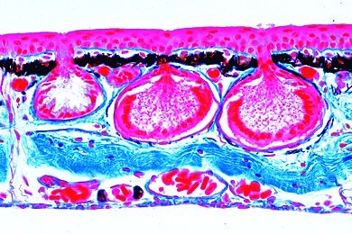 Mikropräparat - Rana, Haut quer, Hautdrüsen, Epidermis, Pigmentzellen