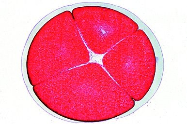 Mikropräparat - Frosch-Entwicklung: Frühe Furchung, quer