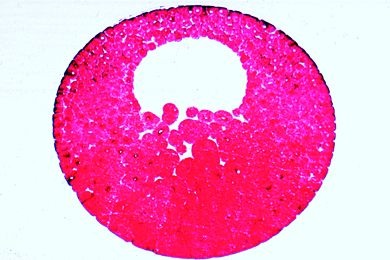 Mikropräparat - Frosch-Entwicklung: Blastula, quer
