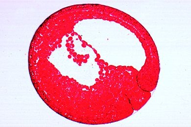 Mikropräparat - Frosch-Entwicklung: Gastrula, quer