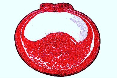 Mikropräparat - Frosch-Entwicklung: Neurula, quer