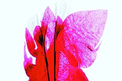 Mikropräparat - Nereis, mariner Polychaet, Parapodium total