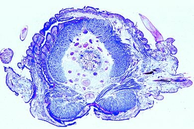 Mikropräparat - Nereis, Körpermitte, quer