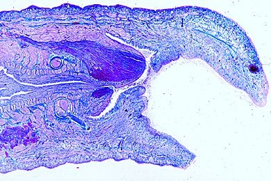 Mikropräparat - Hirudo medicinalis, Vorderende mit Saugnapf, längs