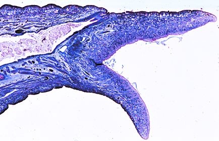 Mikropräparat - Hirudo medicinalis, Hinterende längs