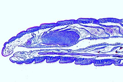 Mikropräparat - Lumbricus, 1. - 9. Segment sagittal. Mund- und Oesophagusregion Mikropräparat - Lumbricus, 1. - 9. Segment sagittal. Mund- und Oesophagusregion