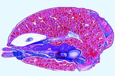 Mikropräparat - Spinne, Abdomen längs