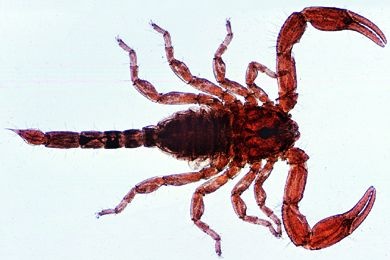 Mikropräparat - Pseudoscorpion, total *