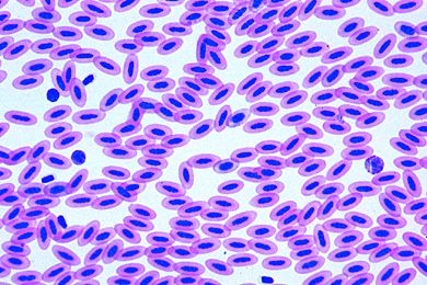 Mikropräparat - Gallus domesticus, Haushuhn, Blutausstrich