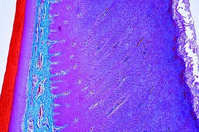 Mikropräparat - Gallus, Zunge quer. Verhornung der Oberfläche