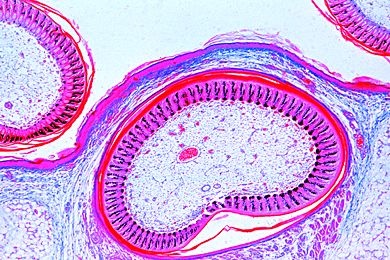Mikropräparat - Gallus, Haut mit Federanlage, Federn quer