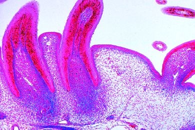 Mikropräparat - Gallus, Haut mit Federanlage, Federn längs