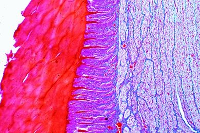 Mikropräparat - Gallus, Kaumagen (Muskelmagen) quer. Hornauskleidung