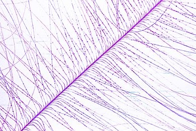 Mikropräparat - Embryonaldune vom Vogel, total