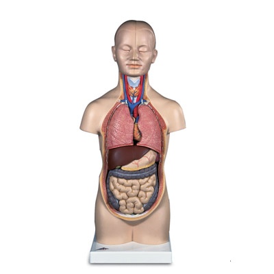 Mini-Torso, 12-teilig