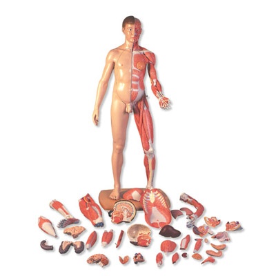 Lebensgroße zweigeschlechtige Muskelfigur, asiatisch