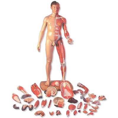 Lebensgroße zweigeschlechtige Muskelfigur, europäisch