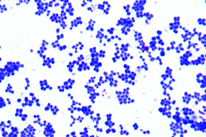 Mikropräparat - Sarcina lutea. Paketkokken. Ausstrich von Kultur