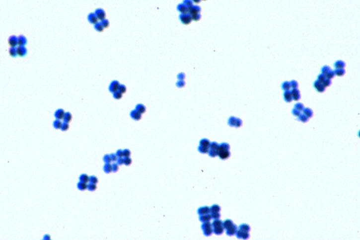 Mikropräparat - Gaffkya tetragena. Viererkokken. Ausstrich von Kultur