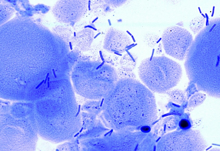 Mikropräparat - Bakterienflora vom Sauerteig. Ausstrich