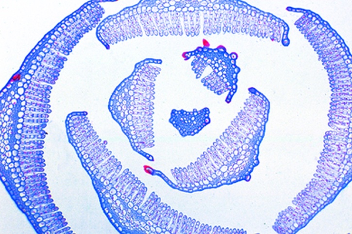 Mikropräparat - Polytrichum, Blätter quer