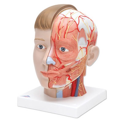 Kopf mit Hals, 4-teilig