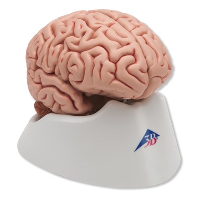 Klassik-Gehirn, 5-teilig