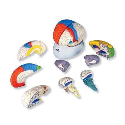 Hirnfunktionen - Modell 8-teilig