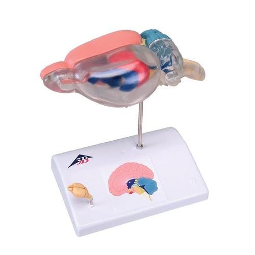 Vergleichende Anatomie: Rattengehirn - Menschliches Gehirn