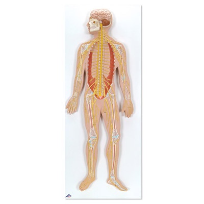 Nervensystem, 1/2 natürliche Größe