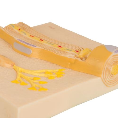 Markscheiden des peripheren Nervensystems