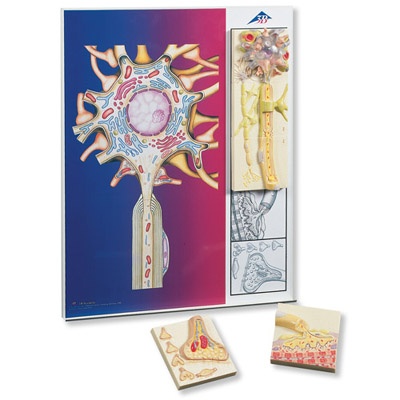 Nervenphysiologie-Serie, 5 magnetische Modelle