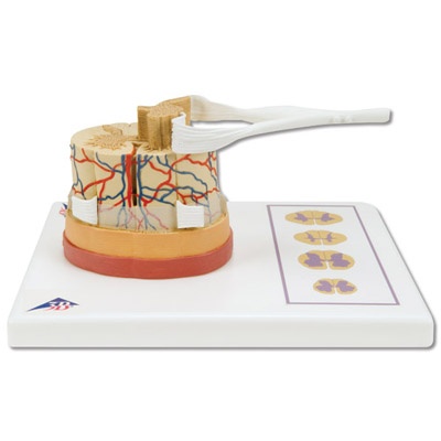 Rückenmark mit Nervenenden