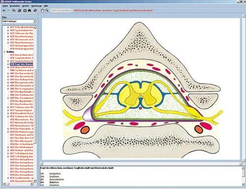 Nervensystem und Informationsübertragung Teil II, Interaktive CD-ROM Nervensystem und Informationsübertragung Teil II, Interaktive CD-ROM