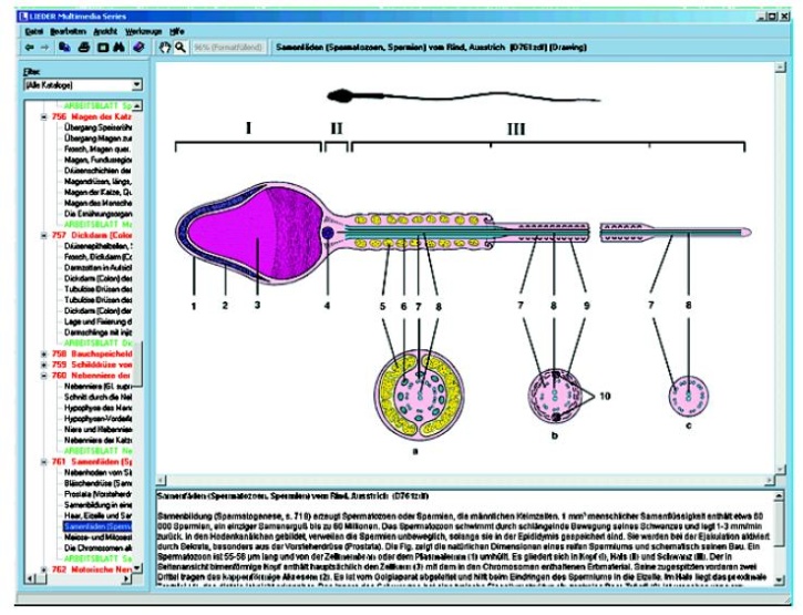 Fortpflanzung und Sexualkunde, Interaktive CD-Rom Fortpflanzung und Sexualkunde, Interaktive CD-Rom